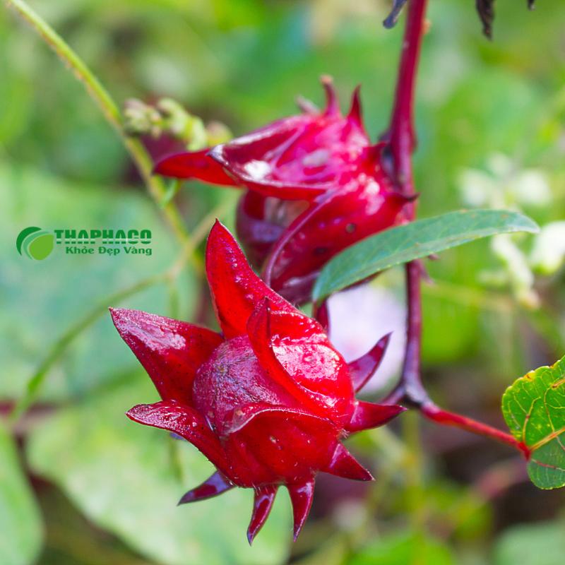 Cây hoa atiso đỏ tươi nguyên chất Thaphaco
