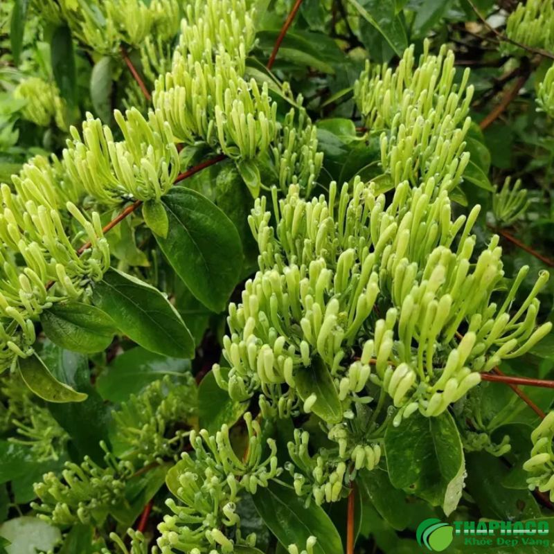 Nụ kim ngân hoa là gì?