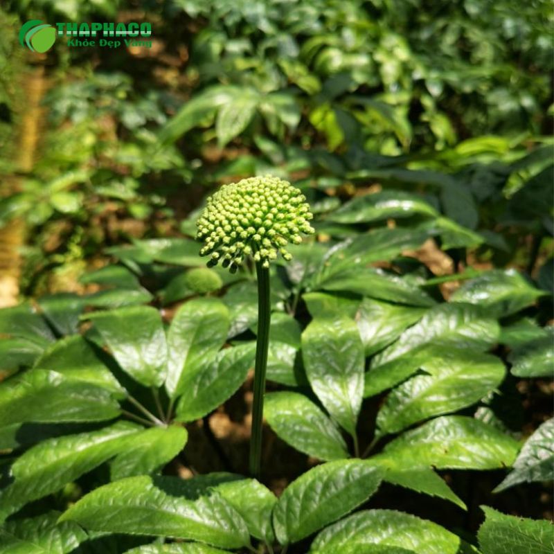 Nụ tam thất là gì?