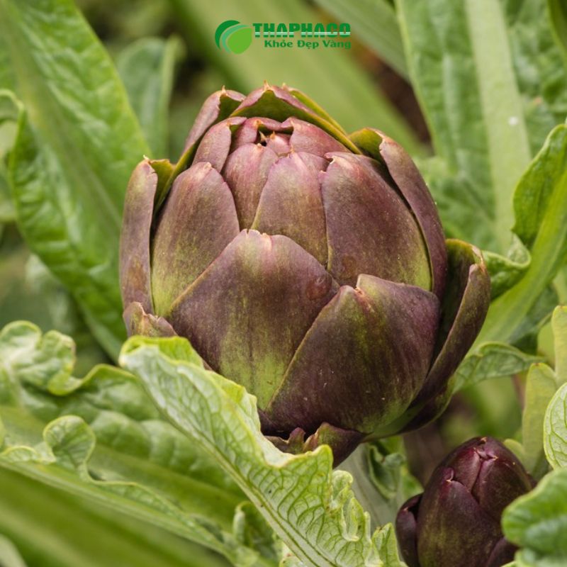 Hoa Atiso Đà Lạt mang lại nhiều lợi ích vượt trội cho gan