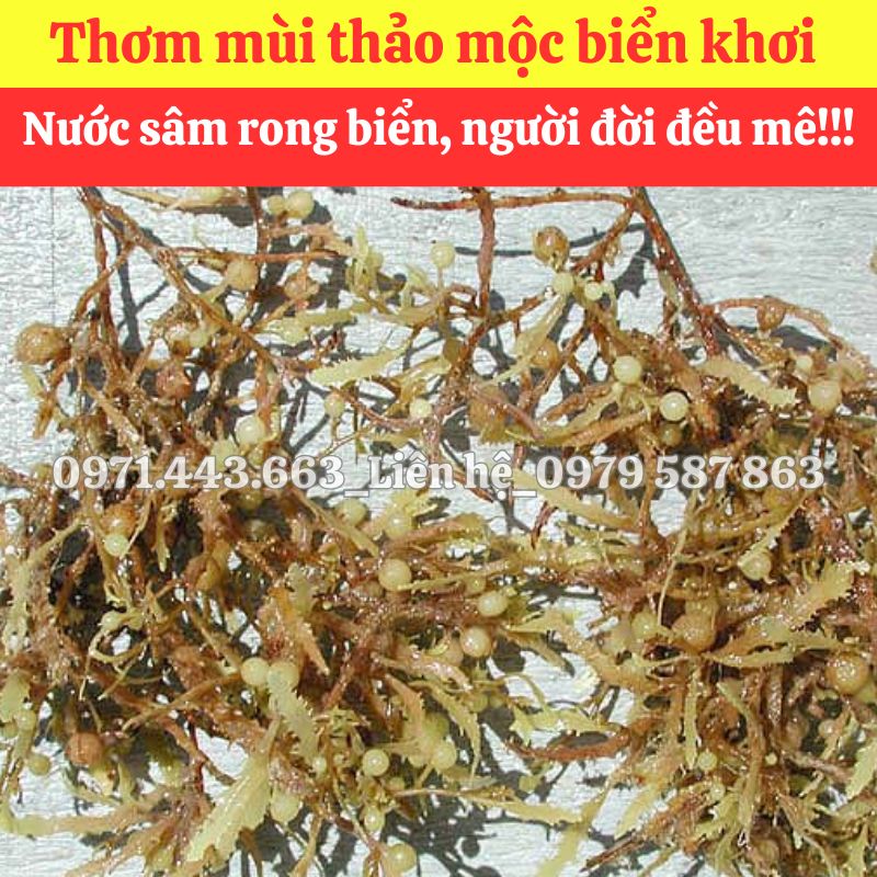Rong mơ nguyên liệu nấu sâm tại THAPHACO