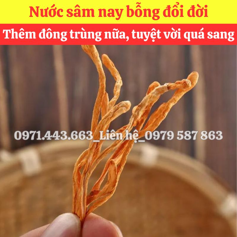Giá bán sỉ Đông trùng hạ thảo tại TP.HCM