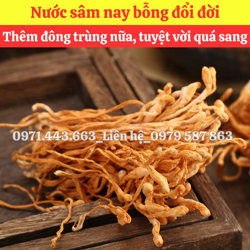 Địa chỉ bán sỉ Đông trùng hạ thảo nguyên liệu nấu nước sâm