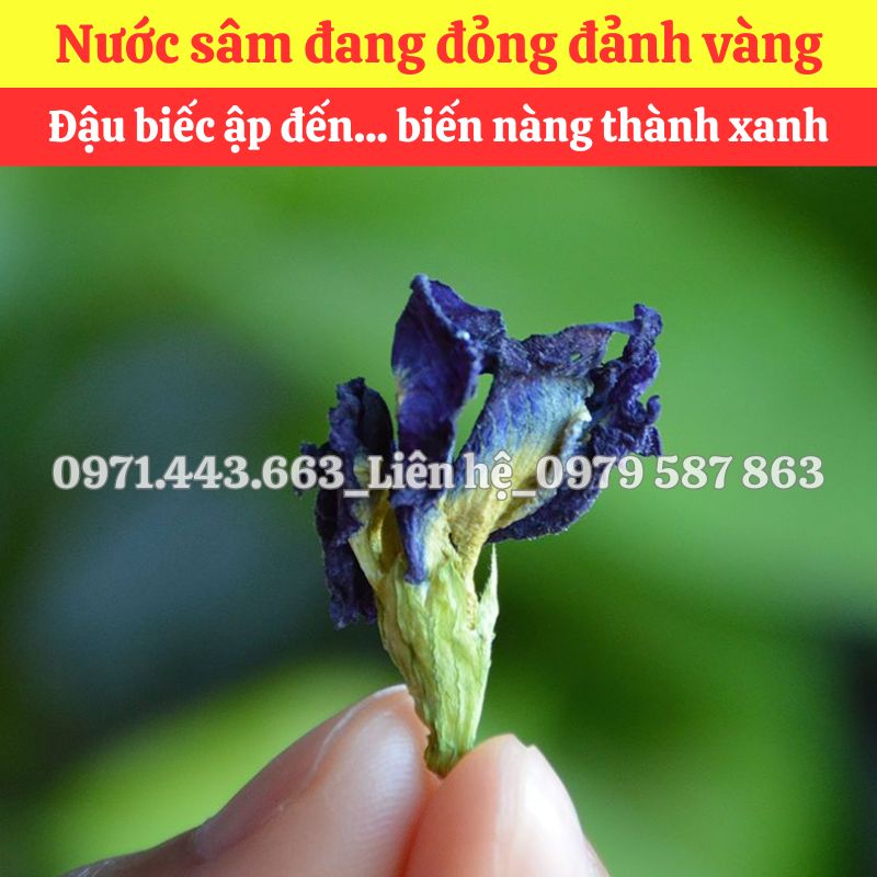Giá nhập sỉ Hoa đậu biếc nấu sâm bí đao tại TP.HCM