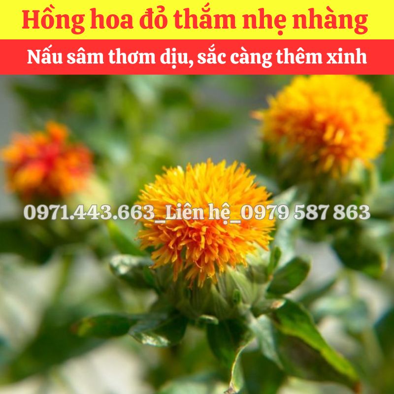 Hồng hoa nguyên liệu nấu sâm