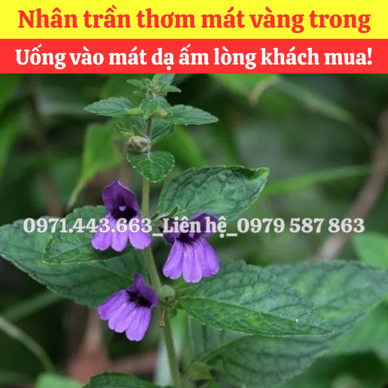 Mua nhân trần nam nguyên liệu nấu nước sâm