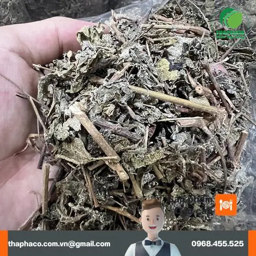 Lá chè dây tươi và khô chuẩn bị chế biến theo tiêu chuẩn THAPHACO