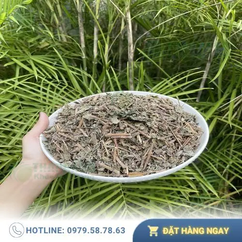 Khách hàng mua chè dây tại THAPHACO TP.HCM được tư vấn tận tình