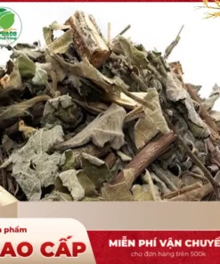 1kg Cây An Xoa Giá Bao Nhiêu? Ưu Đãi Hấp Dẫn THAPHACO