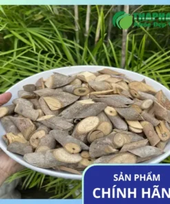 Địa chỉ bán cây an xoa chất lượng tại TP.HCM