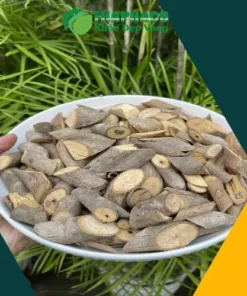 Địa chỉ bán cây an xoa chất lượng tại TP.HCM