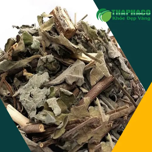 Hình ảnh chuyên gia Thảo Dược THAPHACO đang kiểm tra chất lượng an xoa