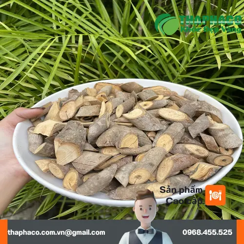 Khách hàng đang mua sắm cây an xoa tại cửa hàng ThaphaCo