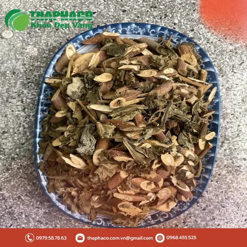 Hình ảnh cây Bạch Đồng Nữ tươi tại vườn dược liệu THAPHACO