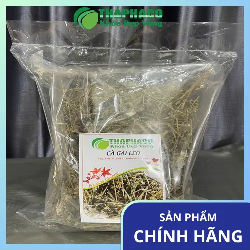 Hình ảnh cây cà gai leo, dược liệu quý của Việt Nam