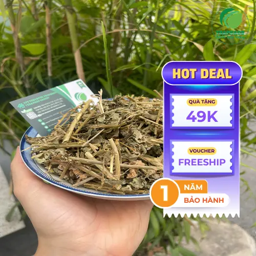 Công dụng và lợi ích của cà gai leo đối với sức khỏe gan