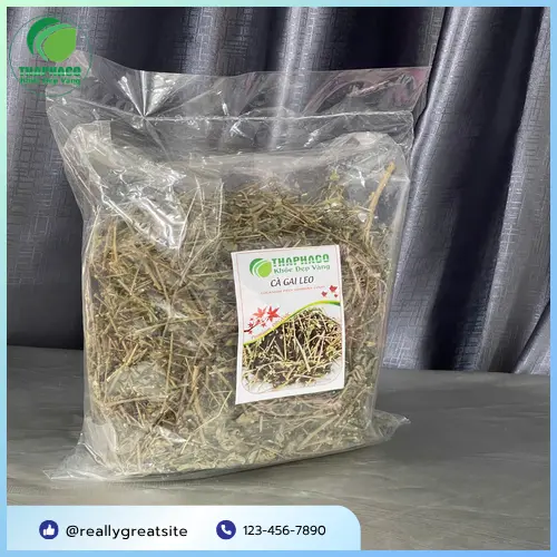 Cây cà gai leo tươi Thaphaco
