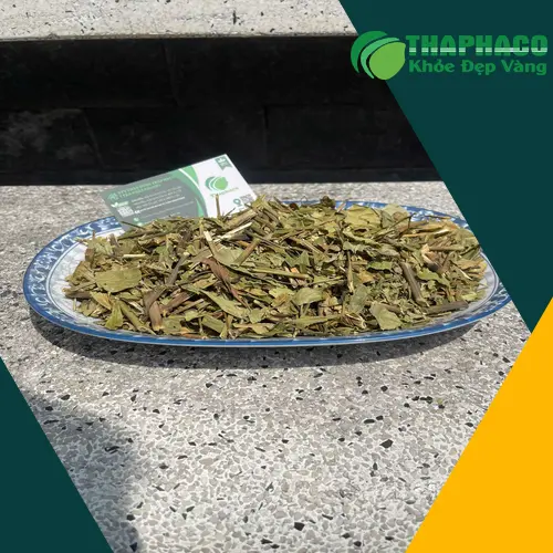 Hình ảnh cây Hoàn Ngọc tươi nguyên liệu chất lượng cao của THAPHACO