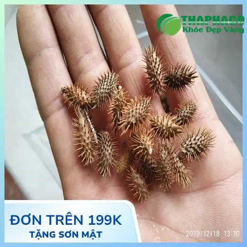 Quy trình đóng gói ké đầu ngựa sấy khô Thaphaco