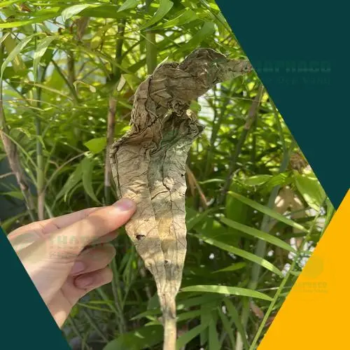 Lá khôi tía sấy khô THAPHACO - Lợi ích sức khỏe