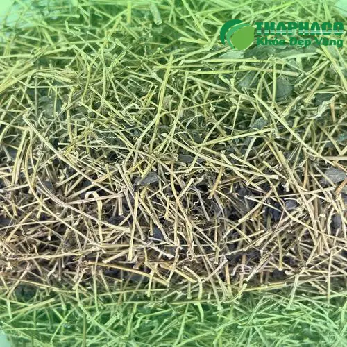 Cách pha trà giảo cổ lam sấy khô đơn giản tại nhà