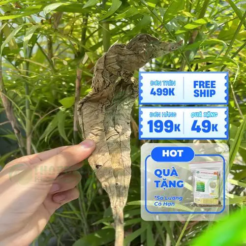 Quy trình kiểm định chất lượng lá khôi tía tại THAPHACO