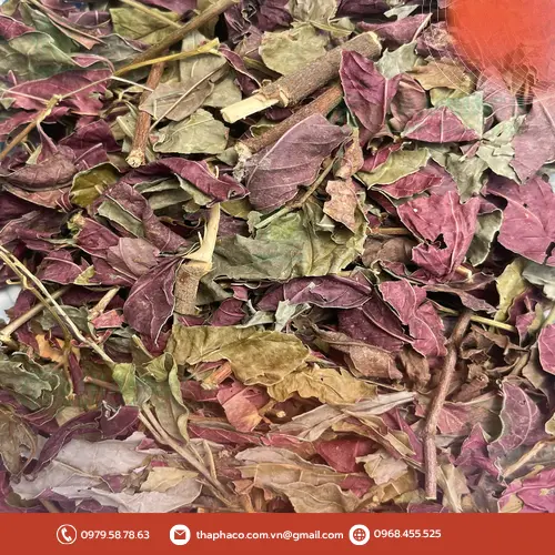 Quy trình kiểm định chất lượng lá đơn đỏ tại THAPHACO