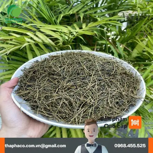 Ưu đãi mua giảo cổ lam sỉ tại THAPHACO