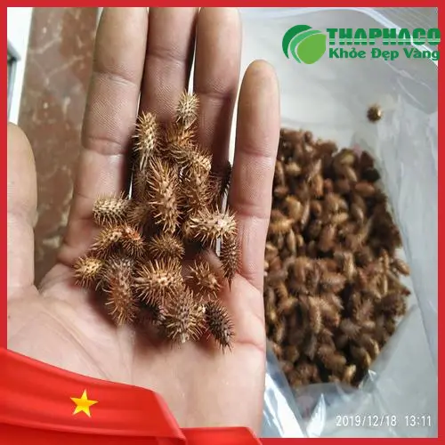 Ké đầu ngựa sấy khô chất lượng đảm bảo tiêu chuẩn