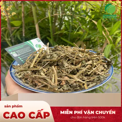Cà gai leo khô đóng gói Thaphaco