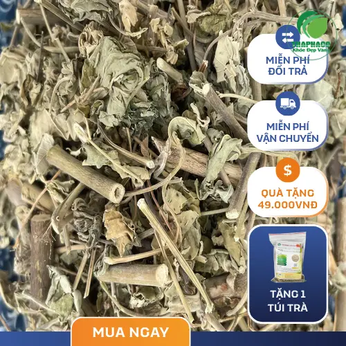 Hình ảnh cây cối xay tươi tại vườn dược liệu THAPHACO