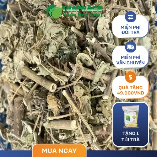 Hình ảnh cây cối xay tươi tự nhiên, nhận diện đặc điểm lá và quả