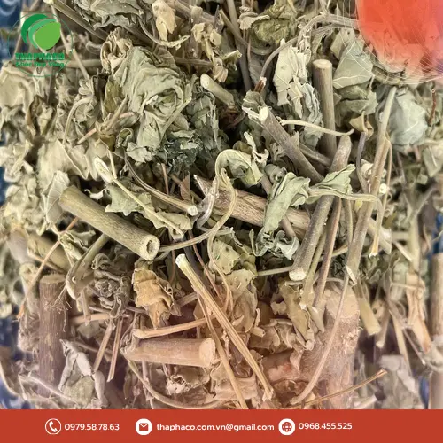 Công dụng đa dạng của cây cối xay đối với sức khỏe