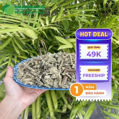 Cách chuẩn bị và sắc trà cây cối xay đúng cách tại nhà