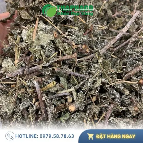 Hình ảnh chè dây tươi THAPHACO - Cây chè dây chuẩn tự nhiên