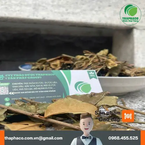 Hình ảnh cây chè vằng tươi xanh tự nhiên