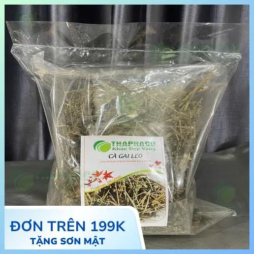 Pha trà cà gai leo sấy khô Thaphaco