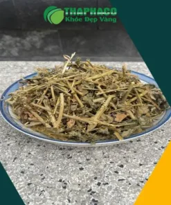 Cà Gai Leo THAPHACO: Địa Chỉ Bán Sỉ Uy Tín Tại TP.HCM