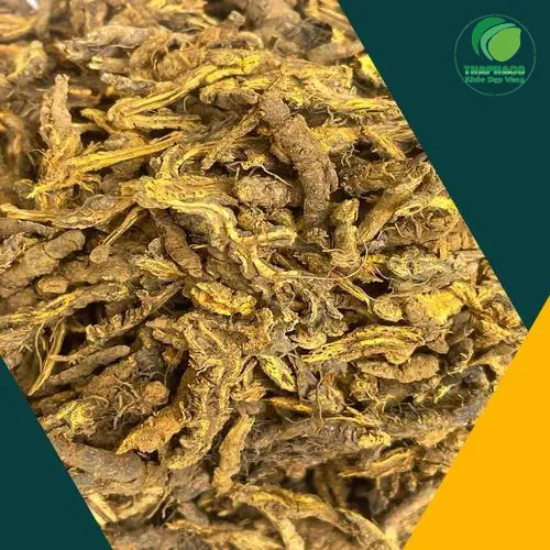 Cây Hoàng Liên - Dược liệu quý cho sức khỏe đường ruột
