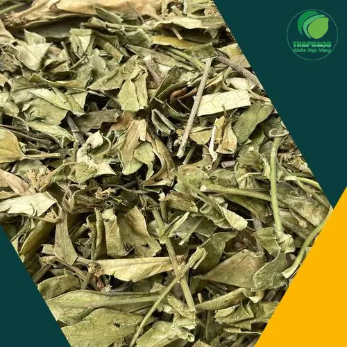 Dây Thìa Canh phơi khô tự nhiên từ THAPHACO