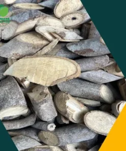Mua Cây An Xoa Uy Tín Ở Đâu Tại HCM? Chuẩn Chất Lượng THAPHACO