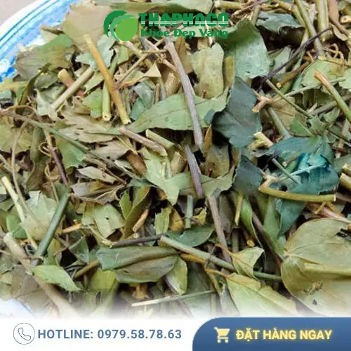 Tổng quan về cây chè vằng và các công dụng truyền thống