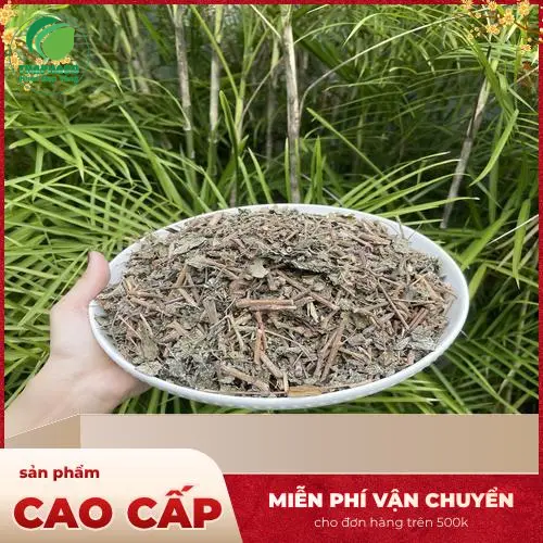 Chè dây khô thành phẩm đã được sơ chế tại Thảo Dược THAPHACO