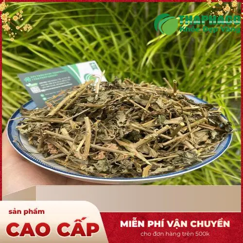 Hình ảnh cây cà gai leo tươi và khô