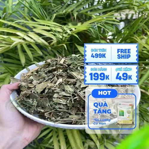 Cách pha trà Dây Thìa Canh đơn giản và hiệu quả