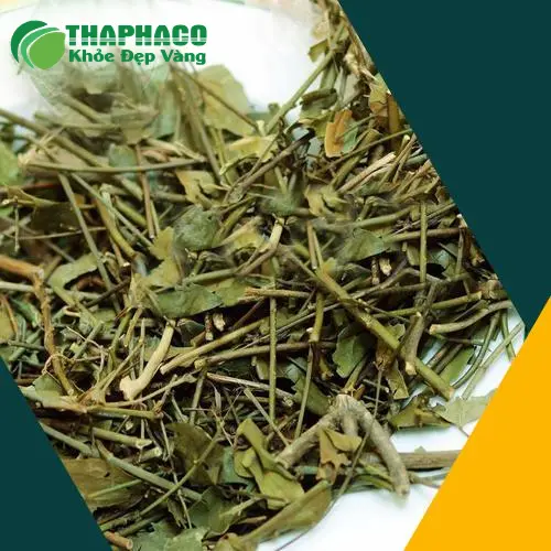 Chè vằng khô đóng gói túi 10kg số lượng lớn cho khách sỉ