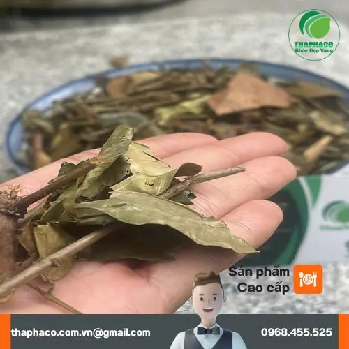 Hình ảnh chè vằng khô THAPHACO chất lượng