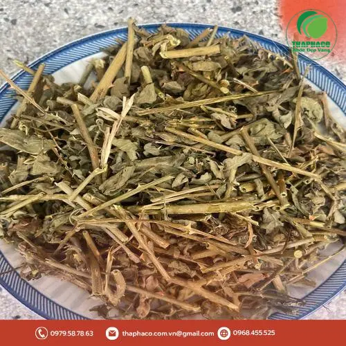 Hướng dẫn sử dụng cà gai leo THAPHACO