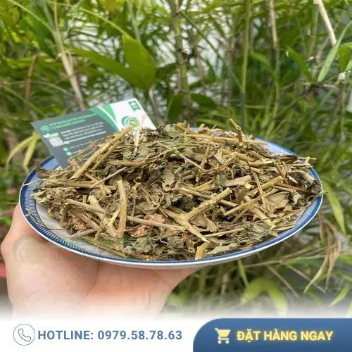 Cách bảo quản cà gai leo THAPHACO đúng cách