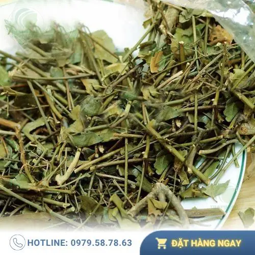 Cách bảo quản chè vằng THAPHACO để giữ chất lượng tốt nhất